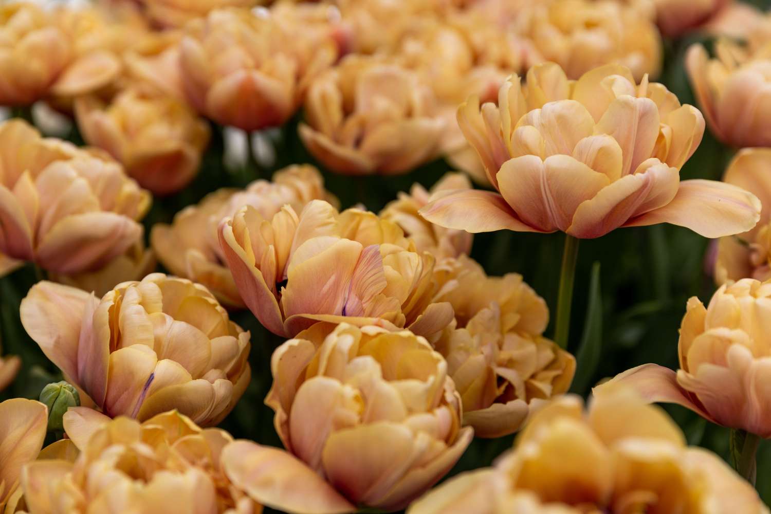 Tulppaani 'La Belle Époque'
